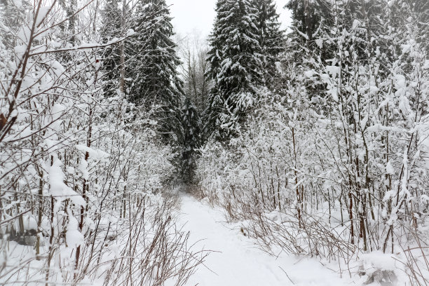 冬季森林图片下载