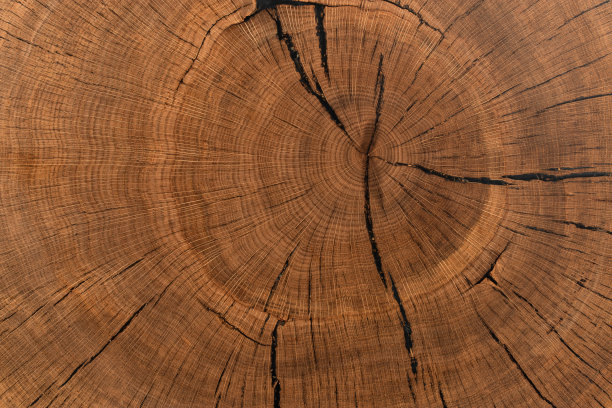 手工桌子由天然榆树木材，孤立在一个白色的背景图片下载