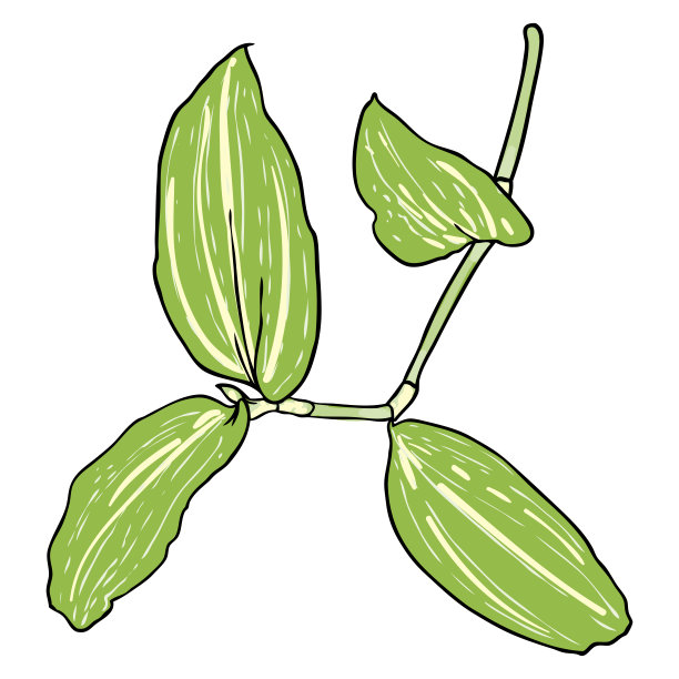 室内植物有绿叶的细枝。家养室内盆栽新鲜室内植物枝。家居装饰植物。向量。图片下载