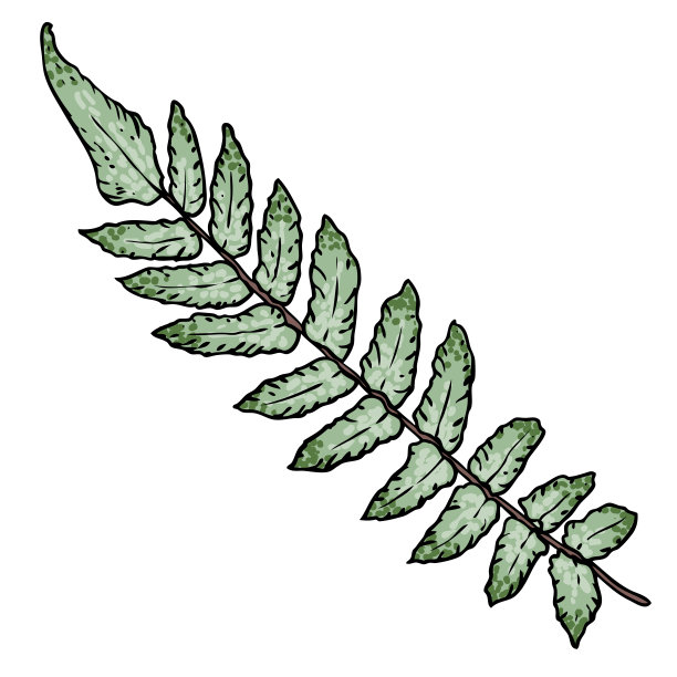 绿色的森林蕨，手工绘制的艺术叶片，由真正的天然树叶制成。用于城市景观和园林的装饰。公园森林植物，叶子和年轻的蕨类。向量。图片下载