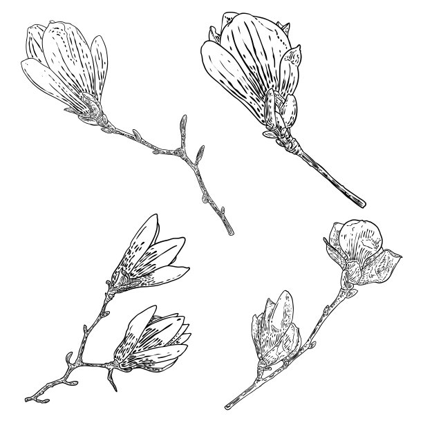 木兰花图画集。花卉植物学的素描从真正的树。黑白与线艺术孤立在白色背景。现实生活手绘的玉兰花盛开插图。向量。图片下载