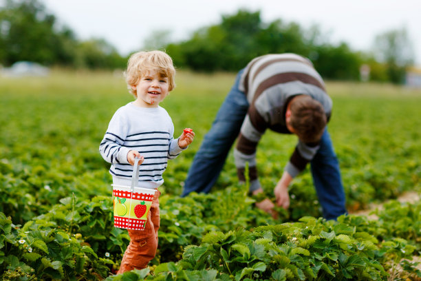 快乐的家庭，学龄前的小男孩和爸爸在夏天的有机生物草莓农场采摘和吃草莓。孩子和男人在温暖的阳光下抱着成熟健康的草莓图片下载