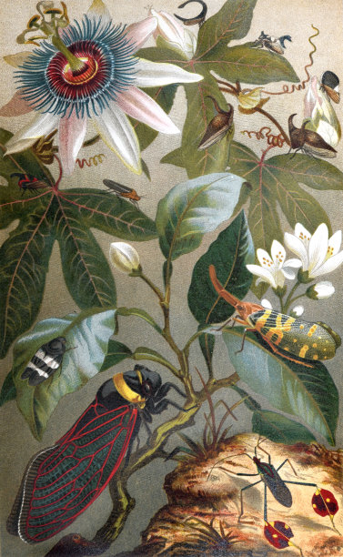 一套卡通甲虫。孤立在白色背景上的卡通虫子角色。收藏快乐的昆虫。手绘昆虫插图..图片下载