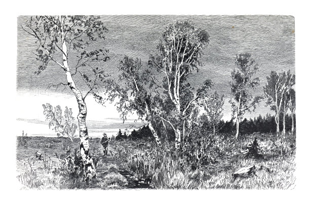 森林里的一棵桦树。复古手绘插画收藏。景观图。图片下载