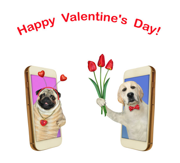 智能手机里恋爱的狗狗图片下载