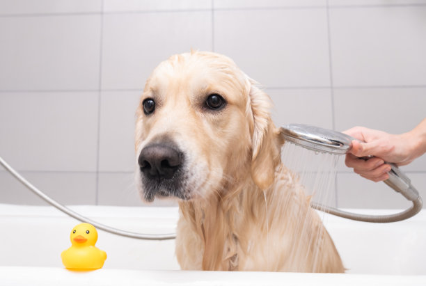 女孩用泡泡浴给狗洗澡。美容师用淋浴给他的金毛猎犬洗澡图片下载