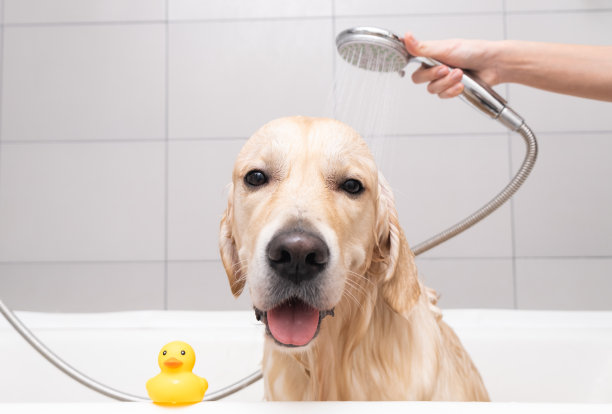 女孩用泡泡浴给狗洗澡。美容师用淋浴给他的金毛猎犬洗澡图片下载