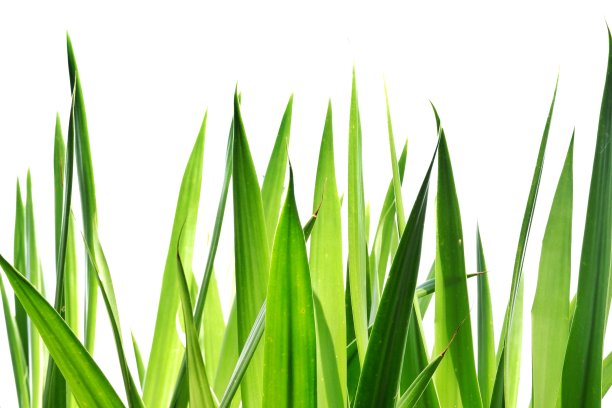 在选择性聚焦热带植物的叶片上白色孤立的背景图片下载