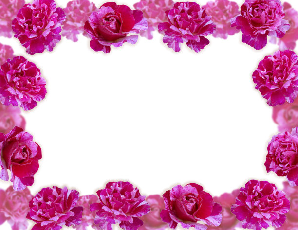 美丽的紫色玫瑰花边框为文字。图片下载