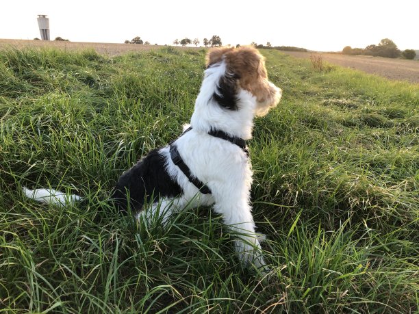 一只狗朝远处的太阳看图片下载
