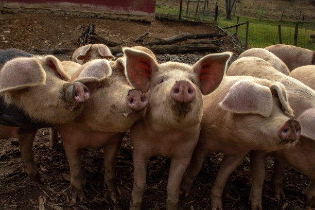 农场里的一群猪图片下载