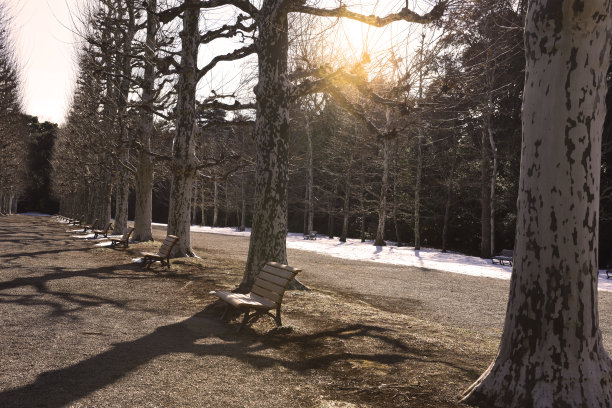 冬天一排排光秃秃的树图片下载