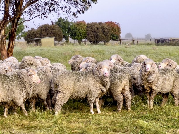 澳大利亚的绵羊图片下载