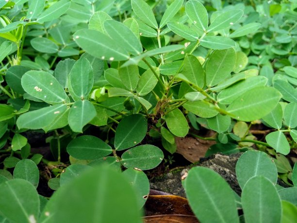 豌豆植物图片下载