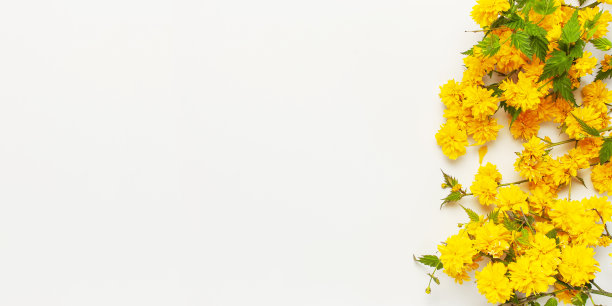 黄色春天的花在浅灰色背景顶视图复制空间。菊花墙纸。花的背景。夏日花束生活，绽放娇艳的花朵。春天的概念图片下载