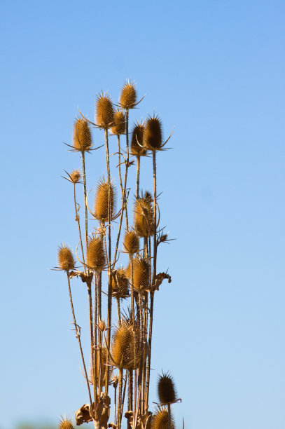 棕色刀叶续断种子近距离观看蓝色的天空背景图片下载