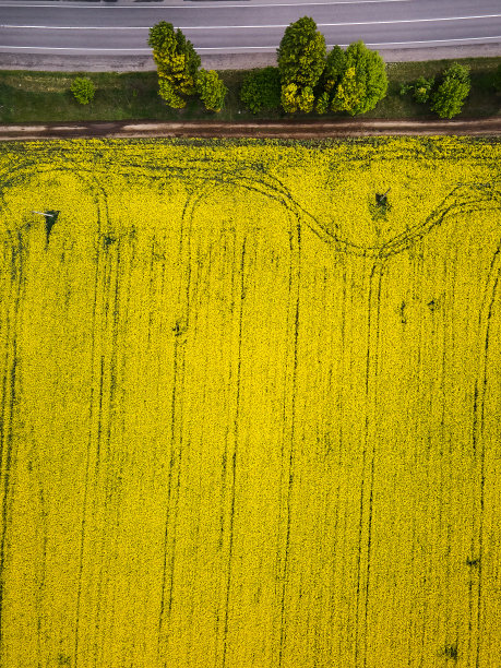 道路与汽车通过田野鸟瞰春天油菜花田图片下载