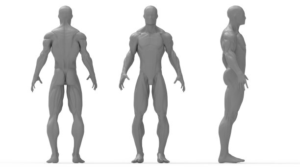 三维渲染的一个男性解剖医学模拟渲染人类。多个孤立的观点。轮廓图片下载