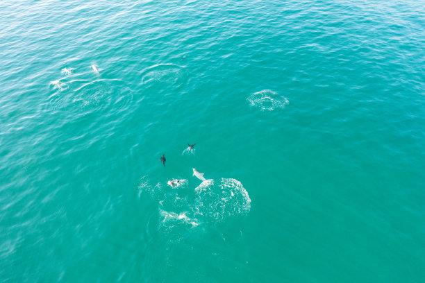一群小海豚在蓝色的水里游泳图片下载