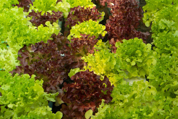 雏菊科的莴苣栽培植物图片下载