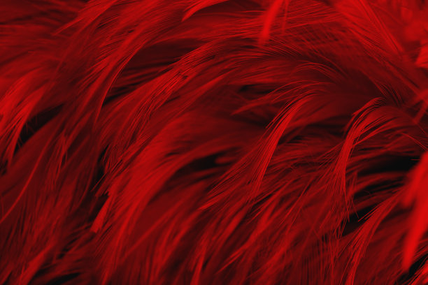 美丽的红色深色羽毛纹理复古背景。天鹅的羽毛图片下载