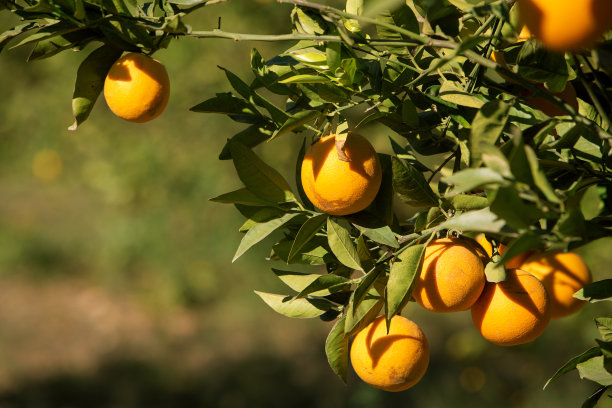橙子在生长在树上的叶子之间的照片。农业、农业和健康营养的主题图片下载