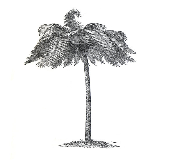 棕榈(蓝藻科)手绘插图。棕榈树图片下载