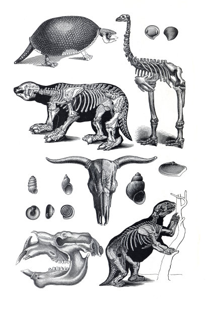 不同动物、哺乳动物和动物园动物的历史骨架收藏(历史、稀释液)图片下载
