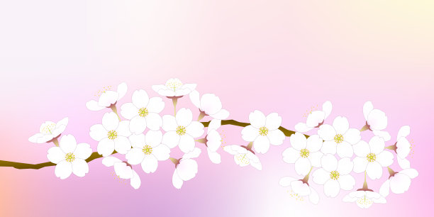 背景是“Somei-yoshino”，也被称为“Yoshino cherry”的树枝盛开素材图片