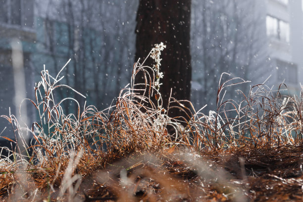 雪地覆盖草地的特写镜头图片下载