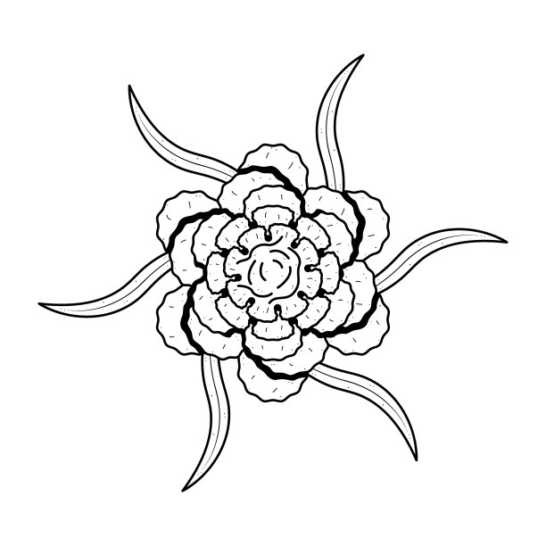 手绘花卉植物康乃馨植物花卉自然绽放涂鸦概念矢量设计轮廓风格在白色背景孤立图片下载