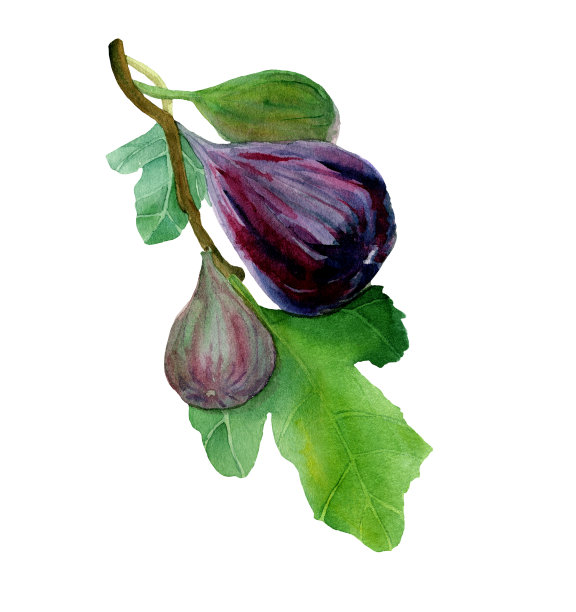 水彩无花果果实在树枝上与叶子孤立在白色背景上。图片下载