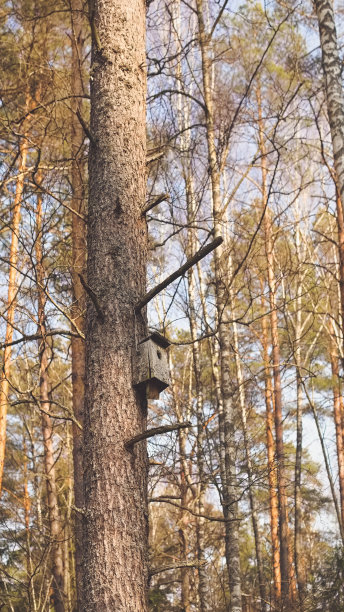 清新的春天早晨颜色黄棕色针树冷杉在阳光明媚的森林公园社会框架媒体故事标准维度垂直背景。照片在复古复古潮人风格处理图片下载