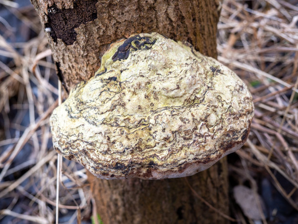 树干上的蘑菇特写图片下载