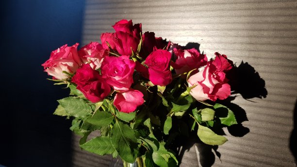 红粉玫瑰的特写图片下载