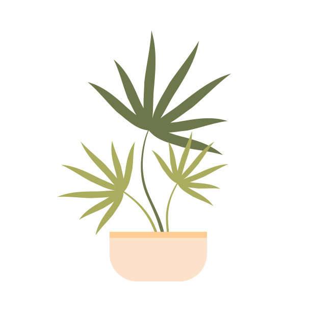 孤立的室内植物棕榈树图片下载