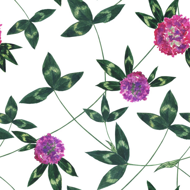 无缝图案的红色三叶草花枝在白色背景上。、植物。纺织品水彩手绘插图。图片下载