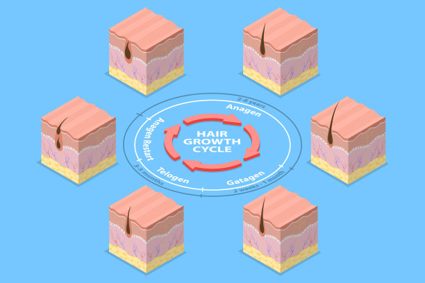 2.5D扁平风格头发增长周期概念插画图片下载