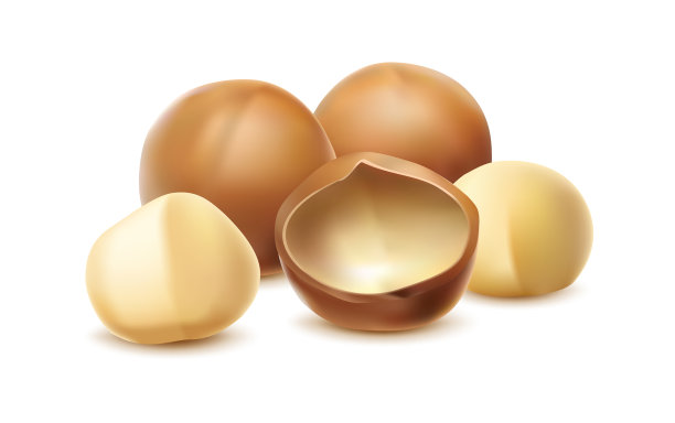 3d逼真的矢量图标。澳洲坚果，带壳或不带壳。孤立的白色背景。图片下载