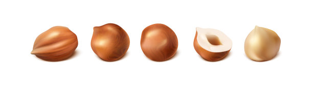 现实的矢量图标。收集不同形状的榛子坚果和半坚果和干净的坚果。孤立的白色背景。图片下载