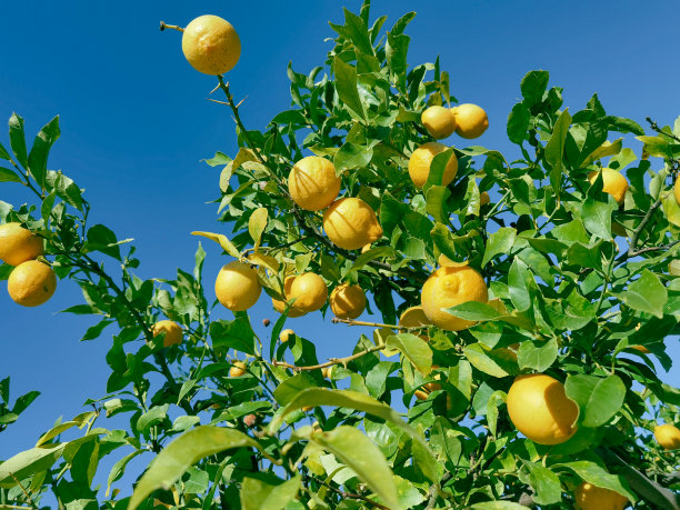 柠檬树上的柠檬黄色成熟的绿色叶子天空背景在希腊惹市图片下载