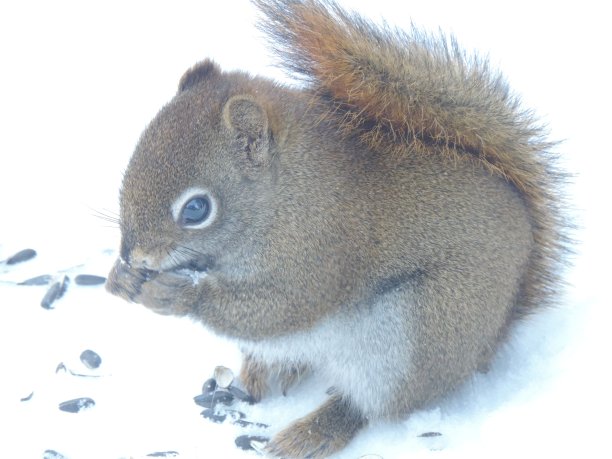 2022年冬图片下载