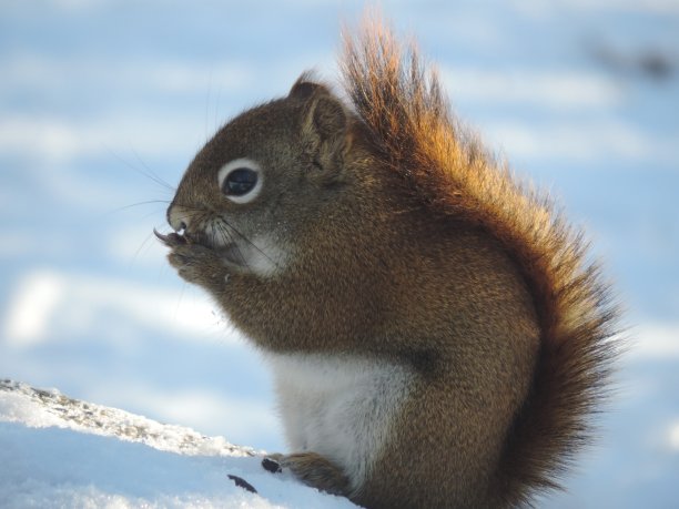 2022年冬图片下载