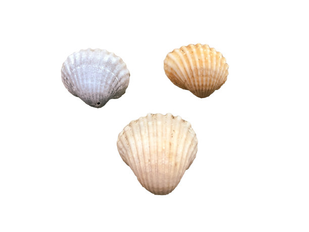 白色背景上孤立的海贝图片下载