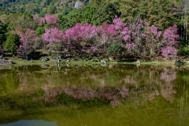 泰国北部的樱花盛开，在泰国清迈省的泰国兰花苗圃里，野生的喜马拉雅泰国樱花盛开，这是泰国观赏樱花的绝佳地方图片下载