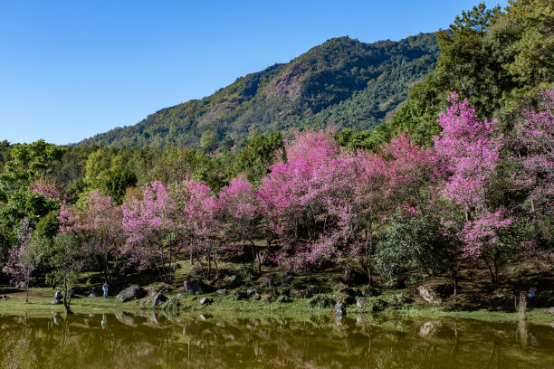 泰国北部的樱花盛开，在泰国清迈省的泰国兰花苗圃里，野生的喜马拉雅泰国樱花盛开，这是泰国观赏樱花的绝佳地方图片下载