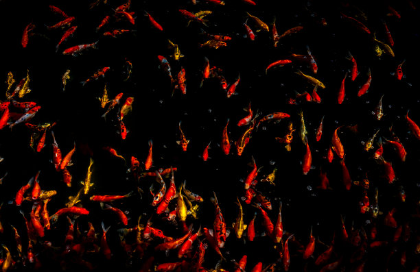 许多奇特的鲤鱼在池塘里游泳。小鱼或锦鲤在池塘里游来游去，从上面俯瞰。图片下载