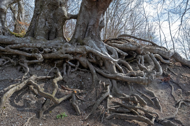 落叶乔木裸露的根图片下载