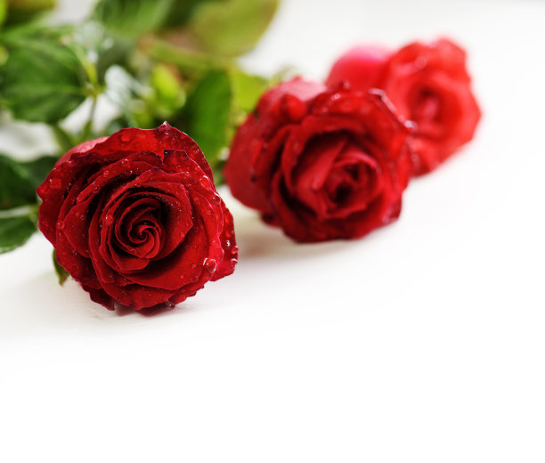 红玫瑰图片下载