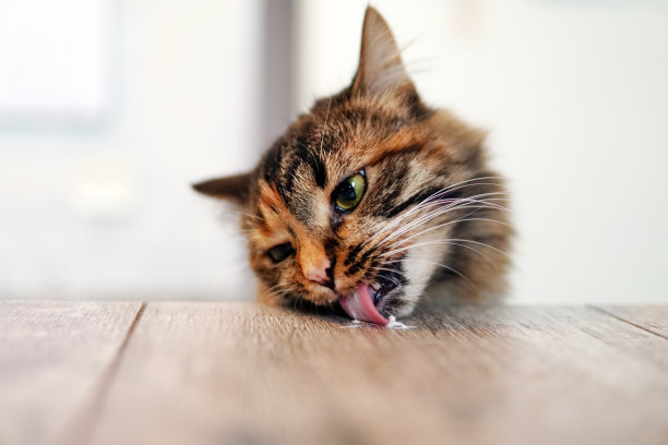 一只棕色的猫舔着桌子上的酸奶油。图片下载